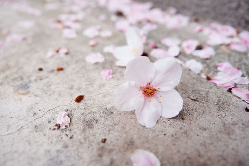 陌上花开,可缓缓归矣 是什么意思 