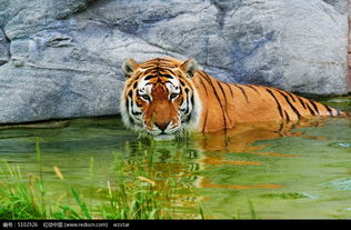 水中凝视的老虎图片免费下载 编号5102526 红动网 