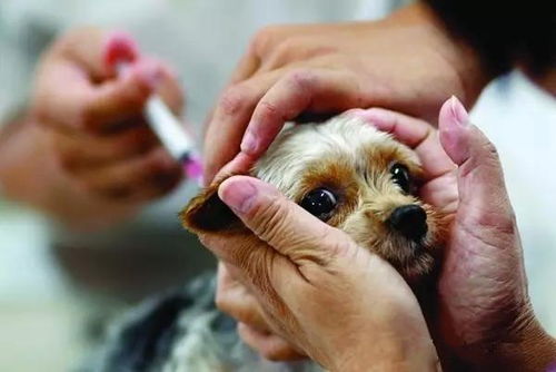 狗狗太小打狂犬疫苗对狗狗有什么伤害