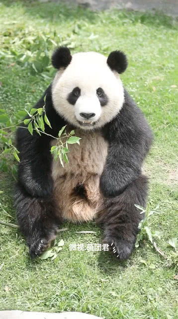 熊猫的颜值担当,太可爱了 
