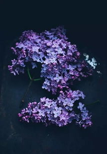 紫丁香的花语是什么寓意,紫丁香象征的西方花语？