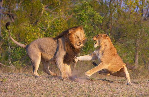 动物世界 雄狮与雌狮交配完成后,会发生短暂打斗,这是为什么