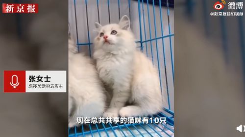 猫,能用来共享赚钱吗