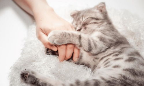 猫对你的 信赖度 高吗 从睡觉位置就能看出,睡脚边时信赖较低
