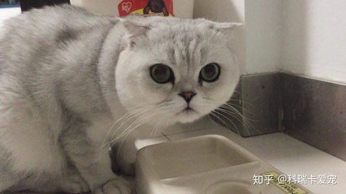 猫咪能喝自来水吗
