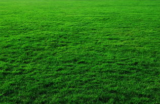 绿色草地摄影高清背景素材图片设计 模板下载 5.10MB 其他大全 