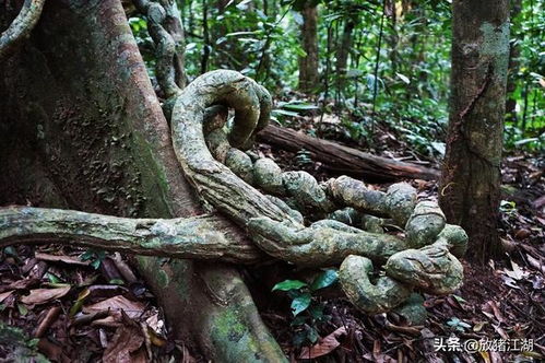 有毒植物有哪些,热带雨林中带有微毒和刺的植物