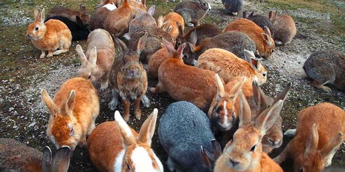 兔子成灾差点被灭国 数量高达100亿只,被迫出动轰炸机炸兔子
