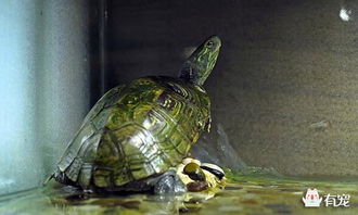 中华草龟吃什么 能长多大 