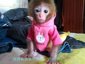 北京哪里有宠物猴卖 