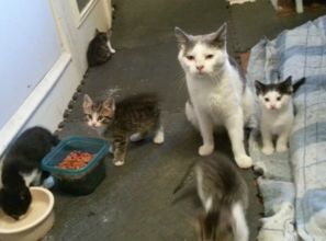 母猫带着5只小猫搬家,却被小伙碰个正着,试探1个月后小伙满意了