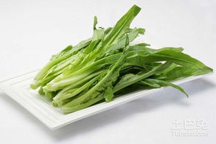 油麦菜图片鉴赏及资料简介