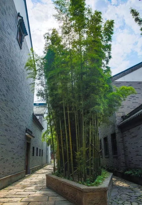 剑源共挤木 竹子护宅,香椿辟邪 植物风水知多少