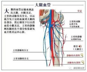 腿部的专业知识及话术