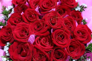 送白玫瑰花的含义,红玫瑰与白玫瑰分别代表什么含义？