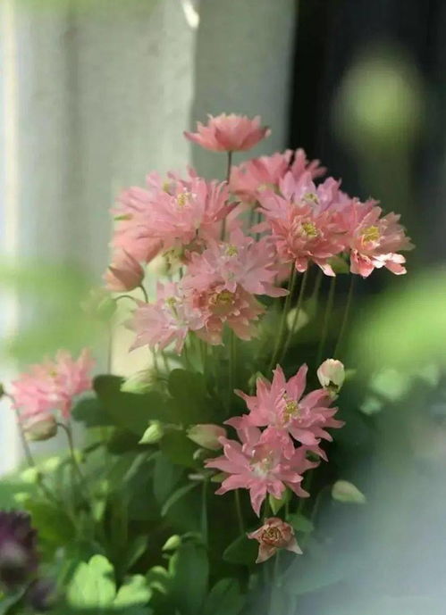 耧斗菜专题 名字俗气,花朵却又 仙气飘飘 ,百看不厌