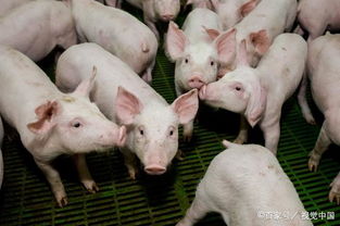 等猪长大了,猪肉也降价了,专家出来叫了 养猪污染环境,取缔