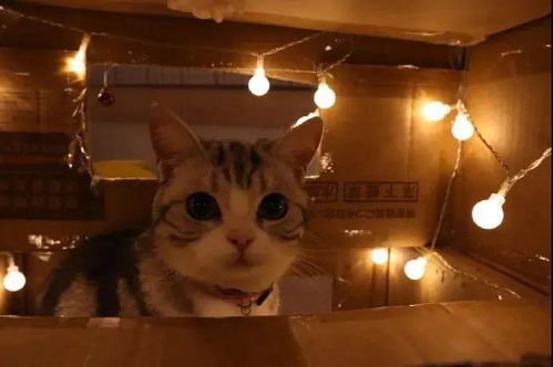 用纸箱坐猫窝朕可以接受,你加一堆灯泡几个意思 