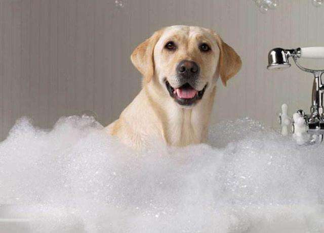 哪些情况下不能给狗狗洗澡