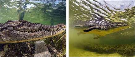 墨西哥海底摄影师偶遇恐怖大鳄鱼 抢镜 