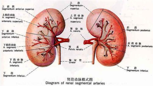 10种护肾抗结石的食物