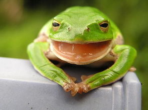 青蛙的舌头有什么奇妙