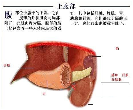 人体解剖图心脏手绘图片（人体解剖学心脏图谱） 第1张