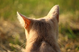 鱼与猫的深情演绎——一段跨越物种的友谊，鱼和猫的故事博客