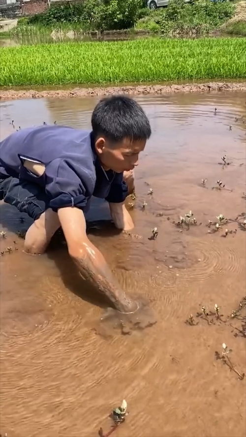 你们知道抓黄鳝最重要的是什么吗 黄鳝 