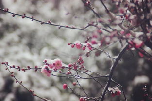 描写在雪中的梅花的优美句子