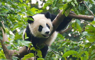 盘点世界十大最萌动物, 大熊猫没有排上第一