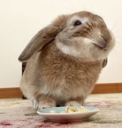 兔子吃香蕉的样子太陶醉,幸福的表情萌翻了