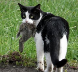 澳大利亚 猫克星 团体捕杀流窜猫 网晒死猫引争议