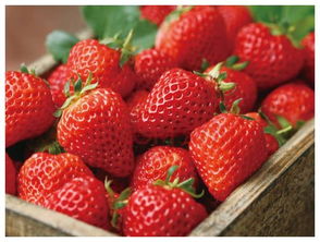8月有草莓卖吗 8月份有卖草莓的吗