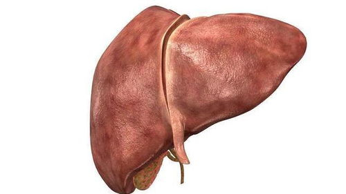 如何保养肝脏
