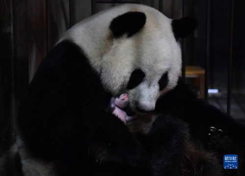 央视曝光花钱升学骗局 