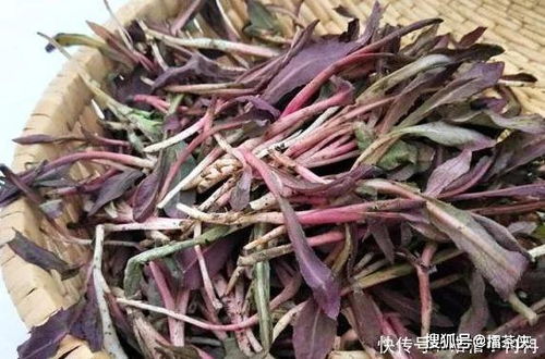 春天 最苦 的4种野菜,常被当成杂草,殊不知养肝消炎价值高