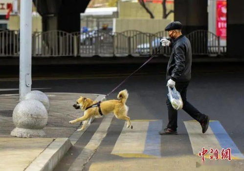 不拴绳的狗属于合法财产吗