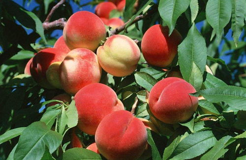 桃子种类知识介绍 桃子图片 桃子的吃法和做法 水果百科吧 