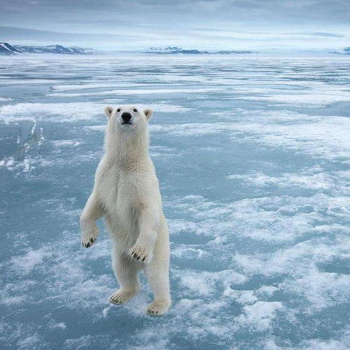 北极熊背上喷 T 34 疑为有人搞怪,专家悲痛 这头熊活不长了