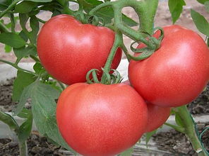 西红柿可以生吃吗,西红柿孕妇可以吃吗？
