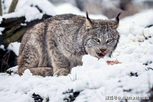 猫科三大弱鸡 指的是哪三种动物 加拿大猞猁丢尽猫科脸面