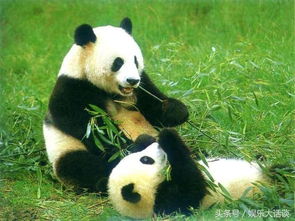 为什么国外出生的大熊猫最后都要送回中国 