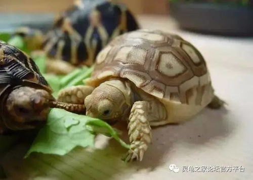 大师整理的乌龟饲养小贴士 