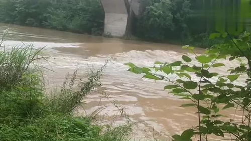 一场暴雨过后河里涨水了,村里的路都中断了,大自然的力量可畏 