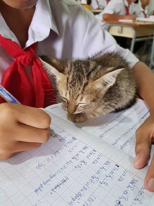 小朋友把猫带到教室一起上课,有猫陪着居然还能这么认真写作业
