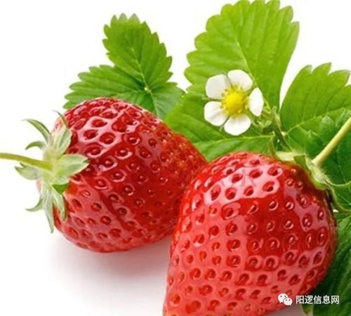怎样移栽种植草莓苗成活率高