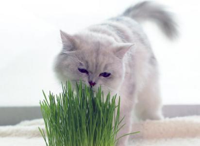 怎么给猫咪种猫草