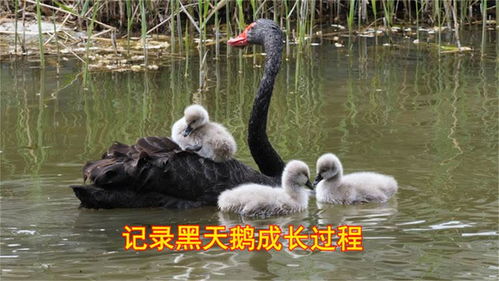 黑天鹅,一只偷懒的小天鹅坐在妈妈的背上,场面温馨有爱 