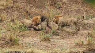 这才是真狮子王 残酷争夺 非洲老狮王拒绝放弃领地 遭到两只年轻的雄狮反复撕咬攻击 动物凶猛 丛林法则
